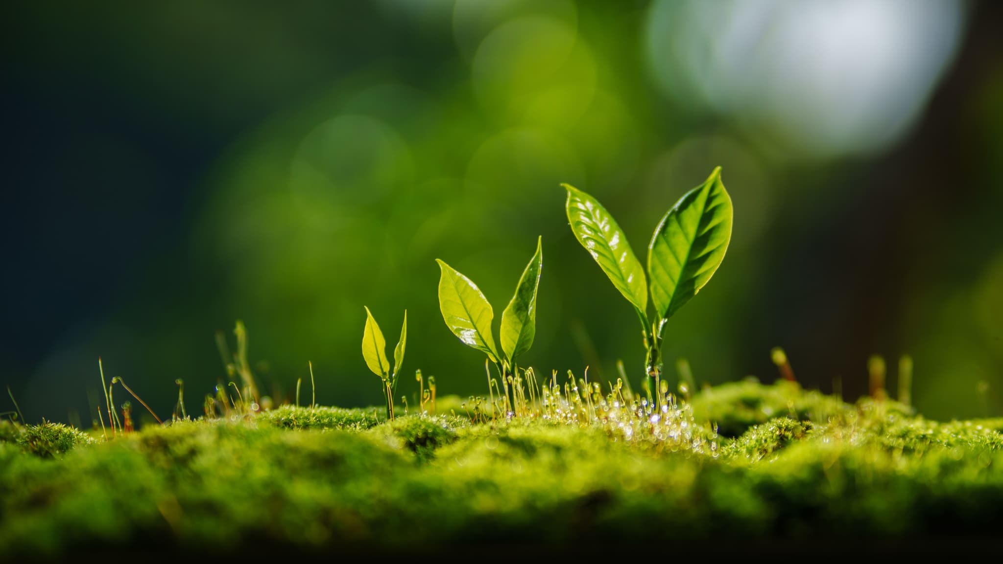 Her Poşette Bir Adım Daha